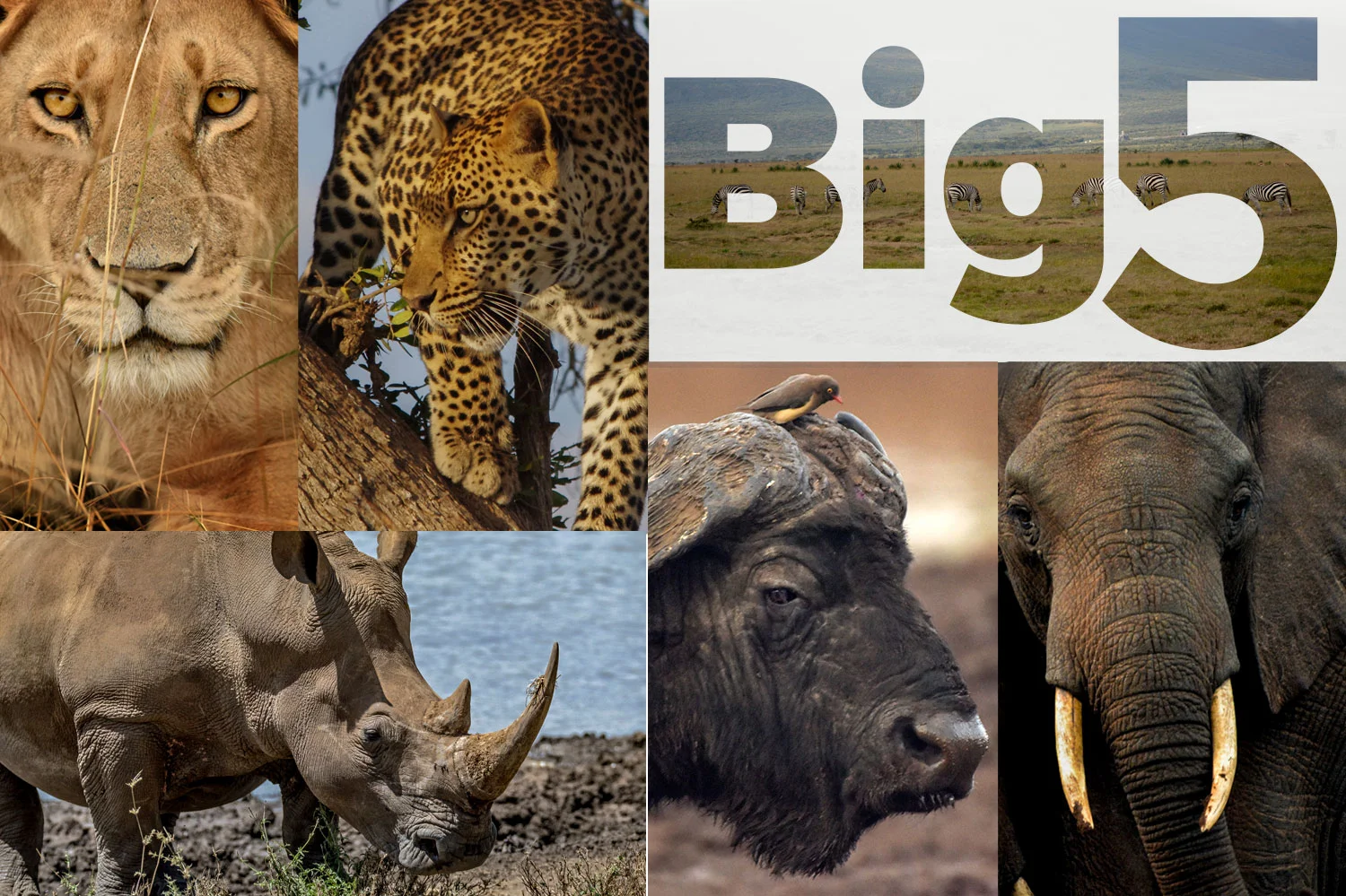 Big Five safari - lion, leopard, elephant, rhino and buffalo in Kenya