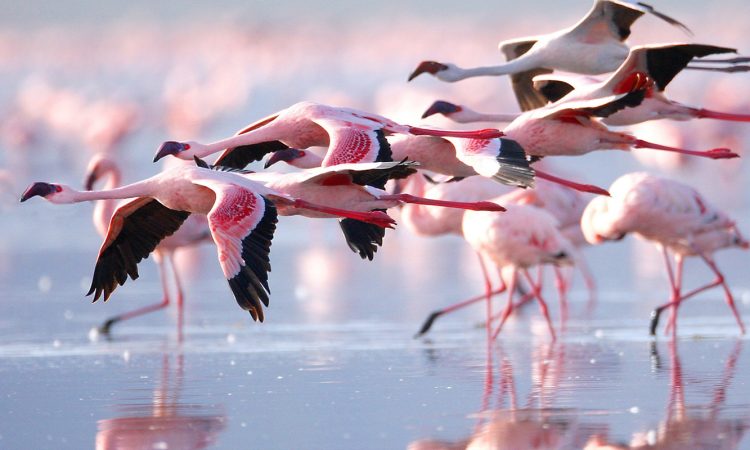 Bird watching safari in Kenya with flamingos and eagles