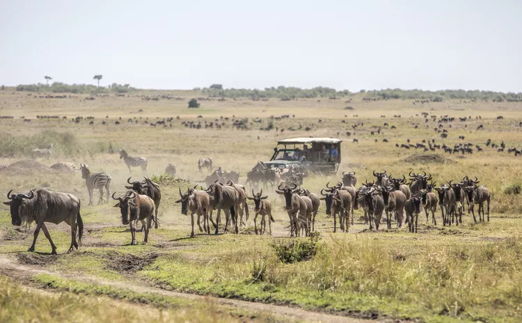 Masai Mara National Reserve wildlife safari in Kenya