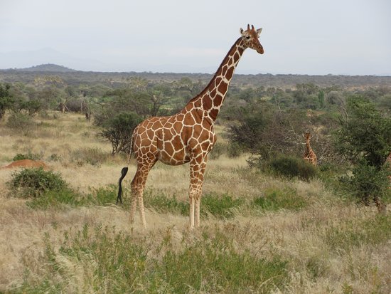 Samburu National Reserve landscape and wildlife in Kenya
