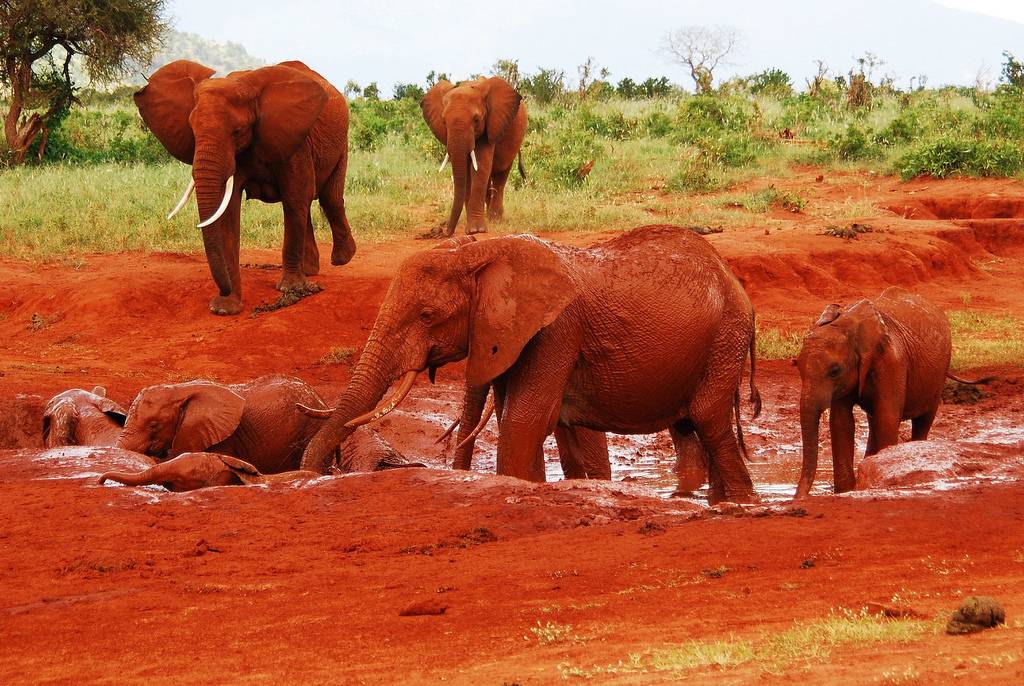 Tsavo National Park red elephants and wilderness in Kenya